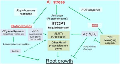 Transcriptional Regulation of Aluminum-Tolerance Genes in Higher Plants: Clarifying the Underlying Molecular Mechanisms